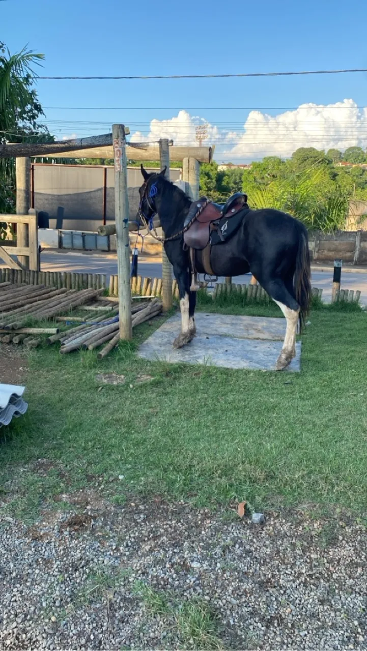 Cavalo Preto  . 2 anos e pouco de idade 