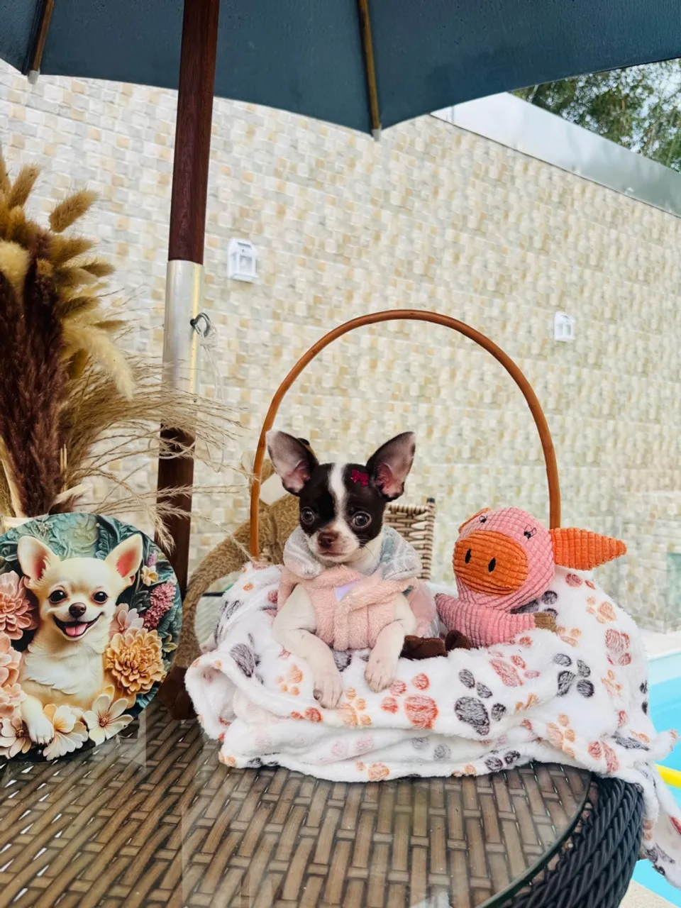 Chihuahuas Meninas pelo curto