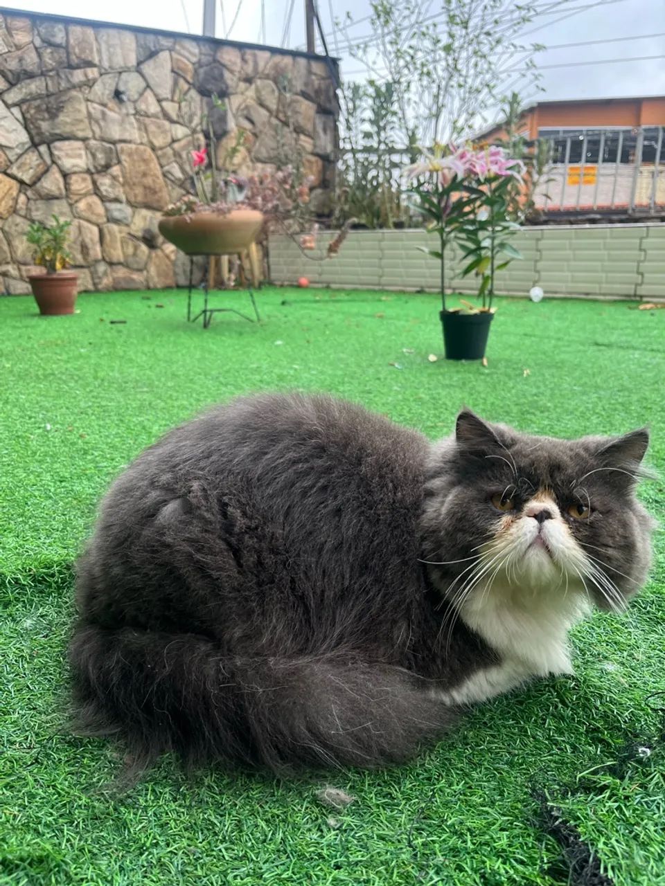 Gato persa macho  - Foto 5