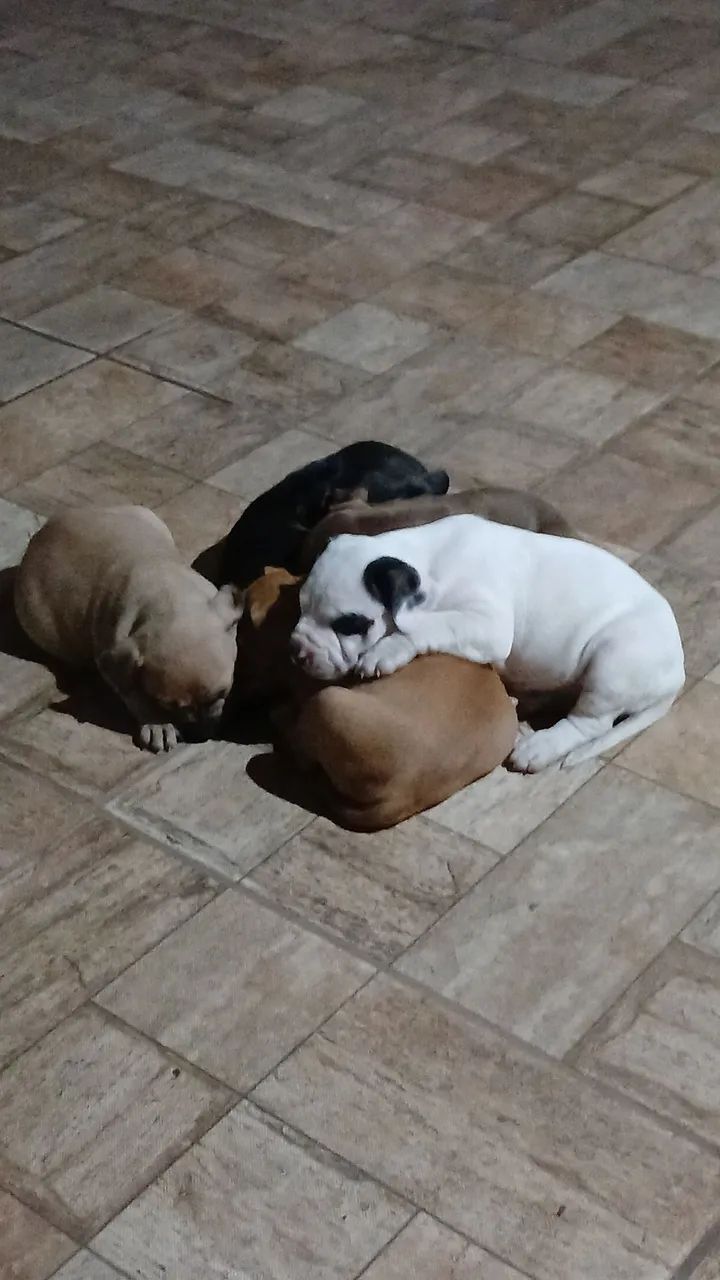 FILHOTES DE PITMONSTER  - Foto 4