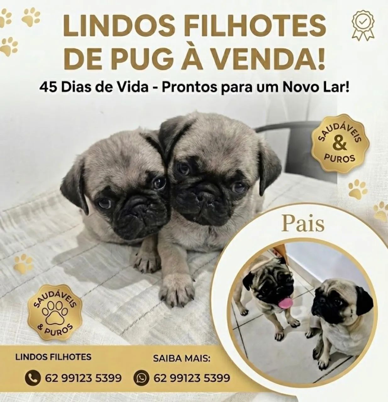 Filhotes de Pug - Machos