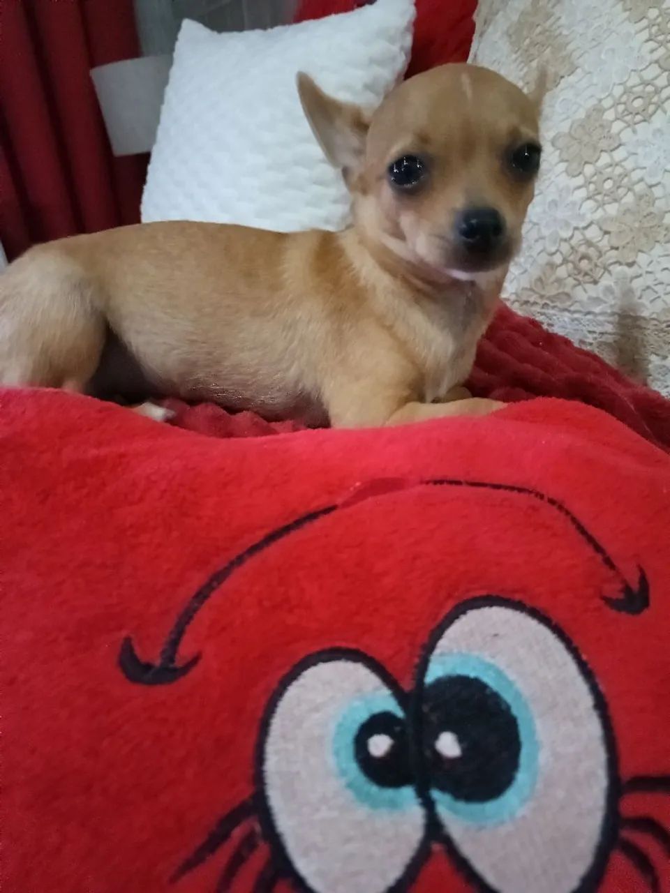 Vendo filhote 