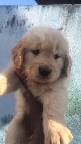 Golden retriever 55 Dias  - Foto 2