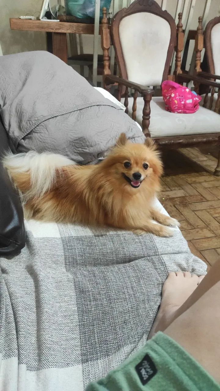 Spitz alemão  - Foto 3