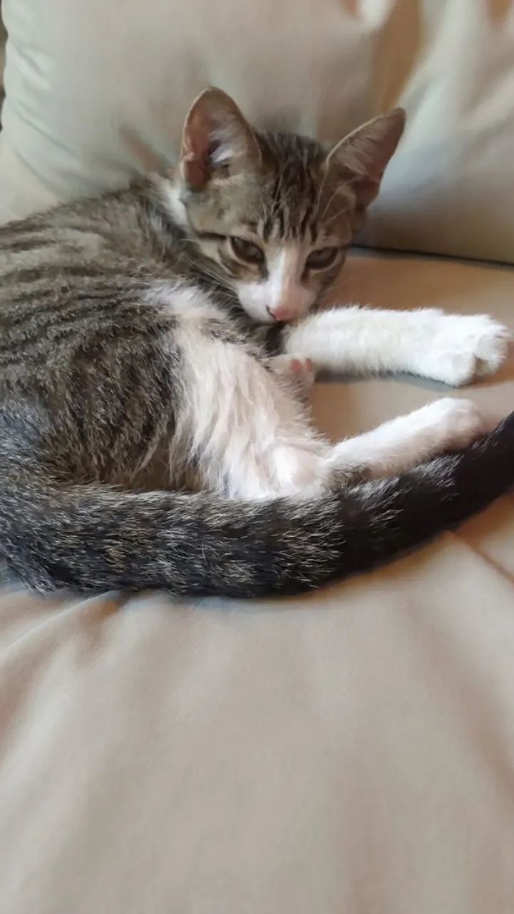 Doação Responsável urgente! - Foto 2