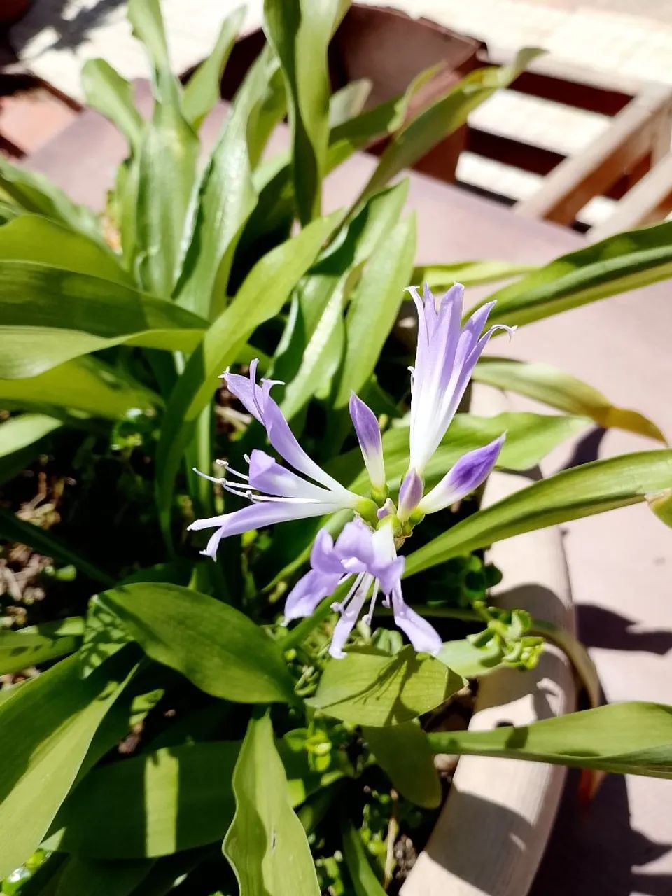 Vendo plantas diversas