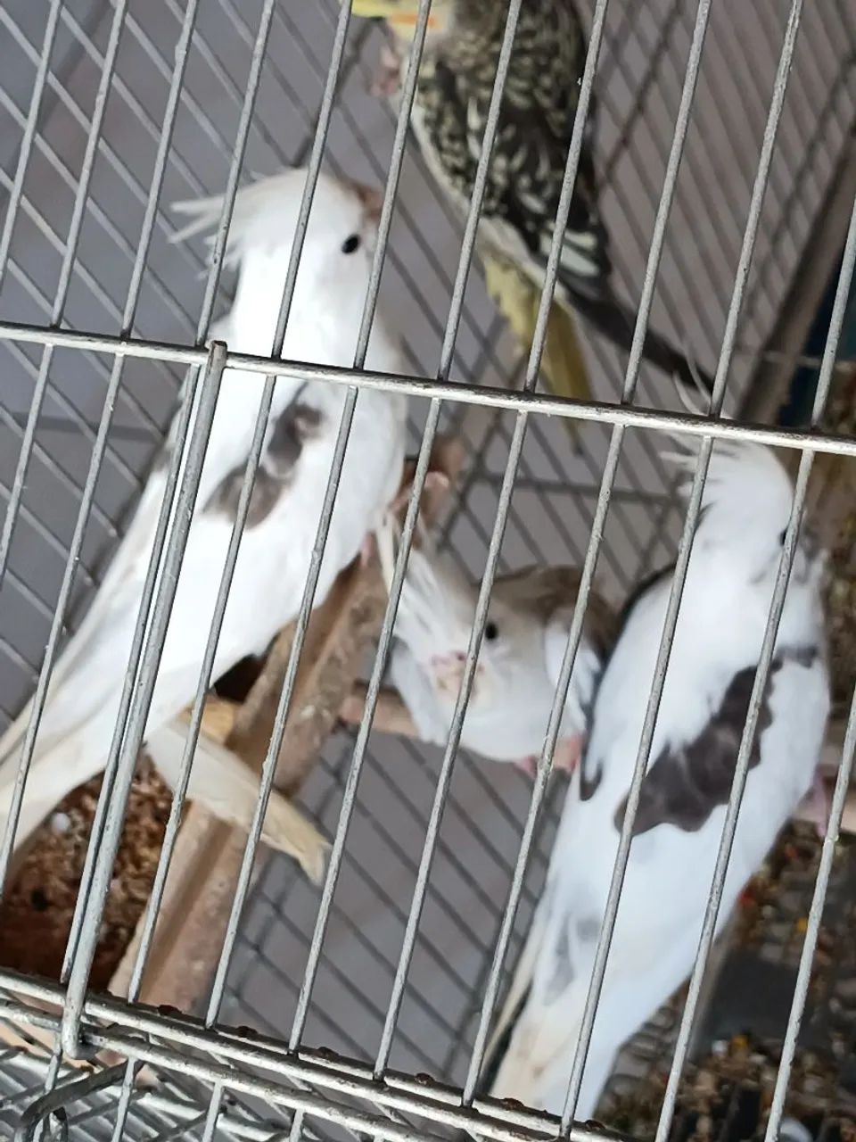 Variados  - Foto 2