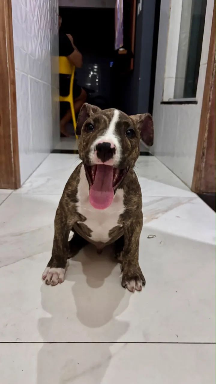 Cachorro pitbull - Foto 2