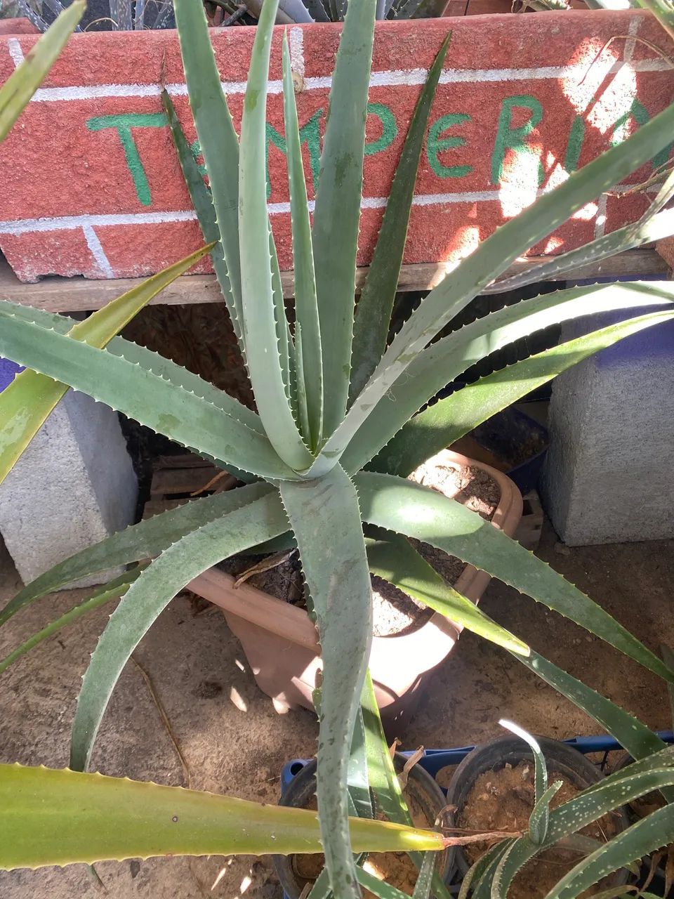 Aloe Vera babosa orgânica 