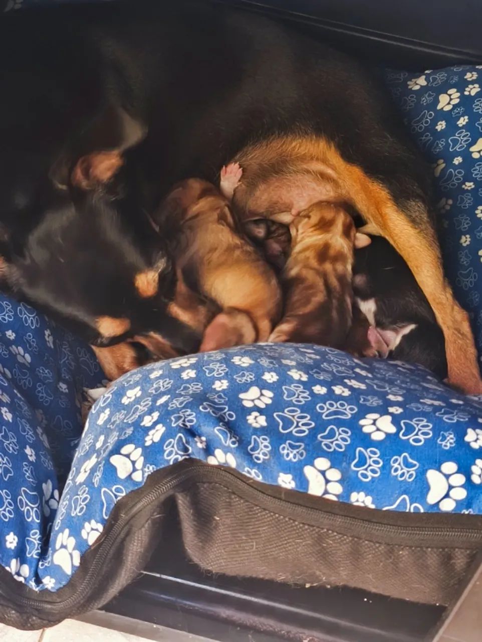 Cachorro  - Foto 2