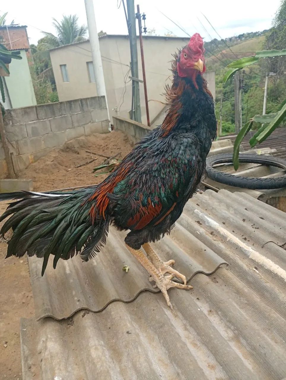 Galo  - Foto 3