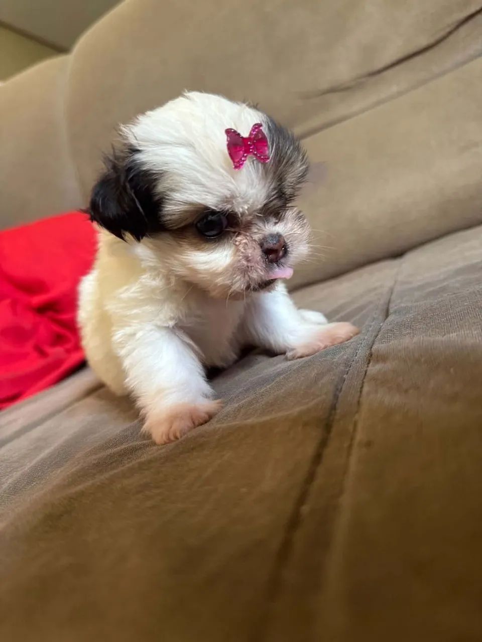 Vende-se cachorro Shitzu  - Foto 3