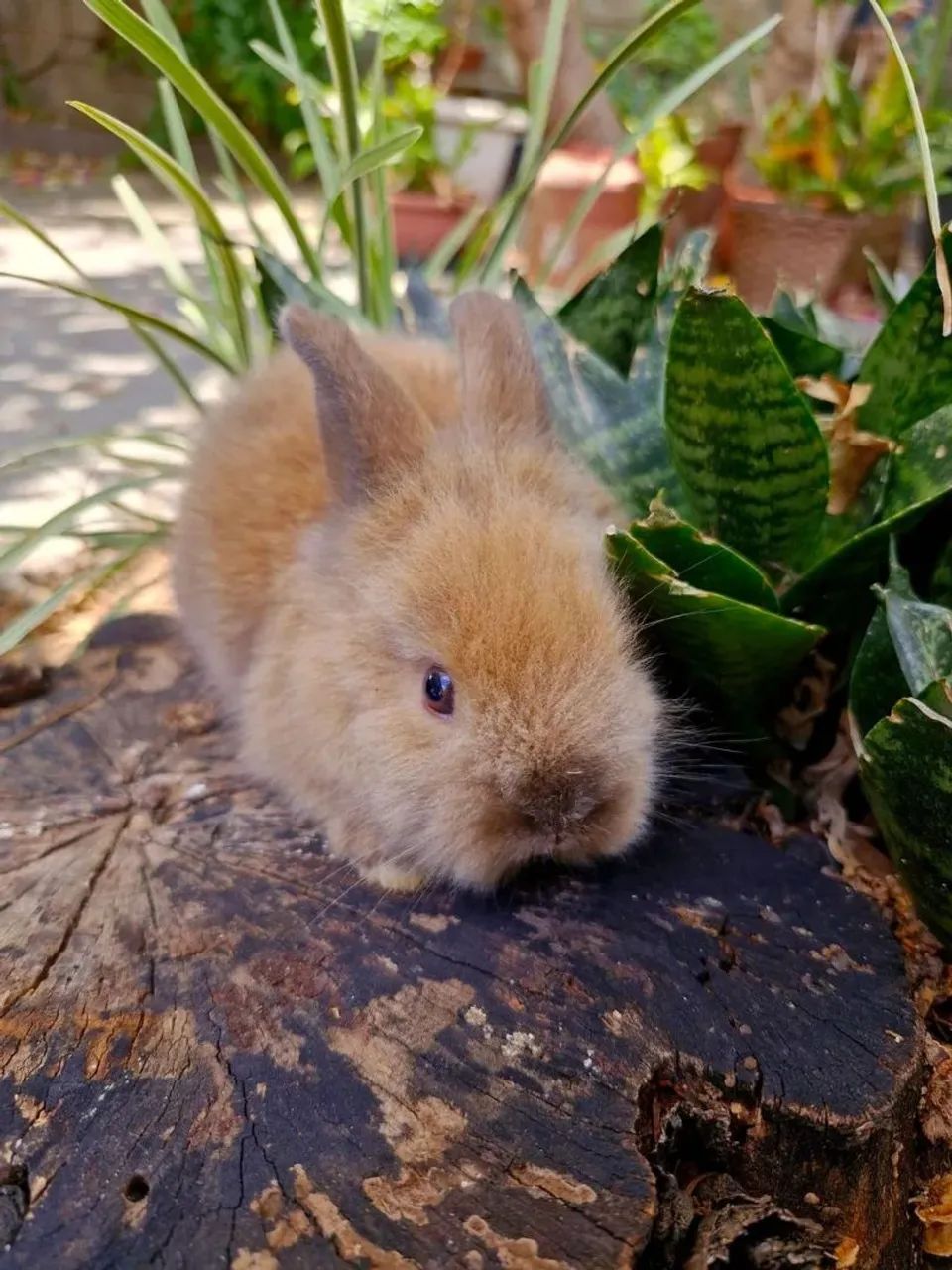 Coelhos e Mini coelhos de várias raças  - Foto 5