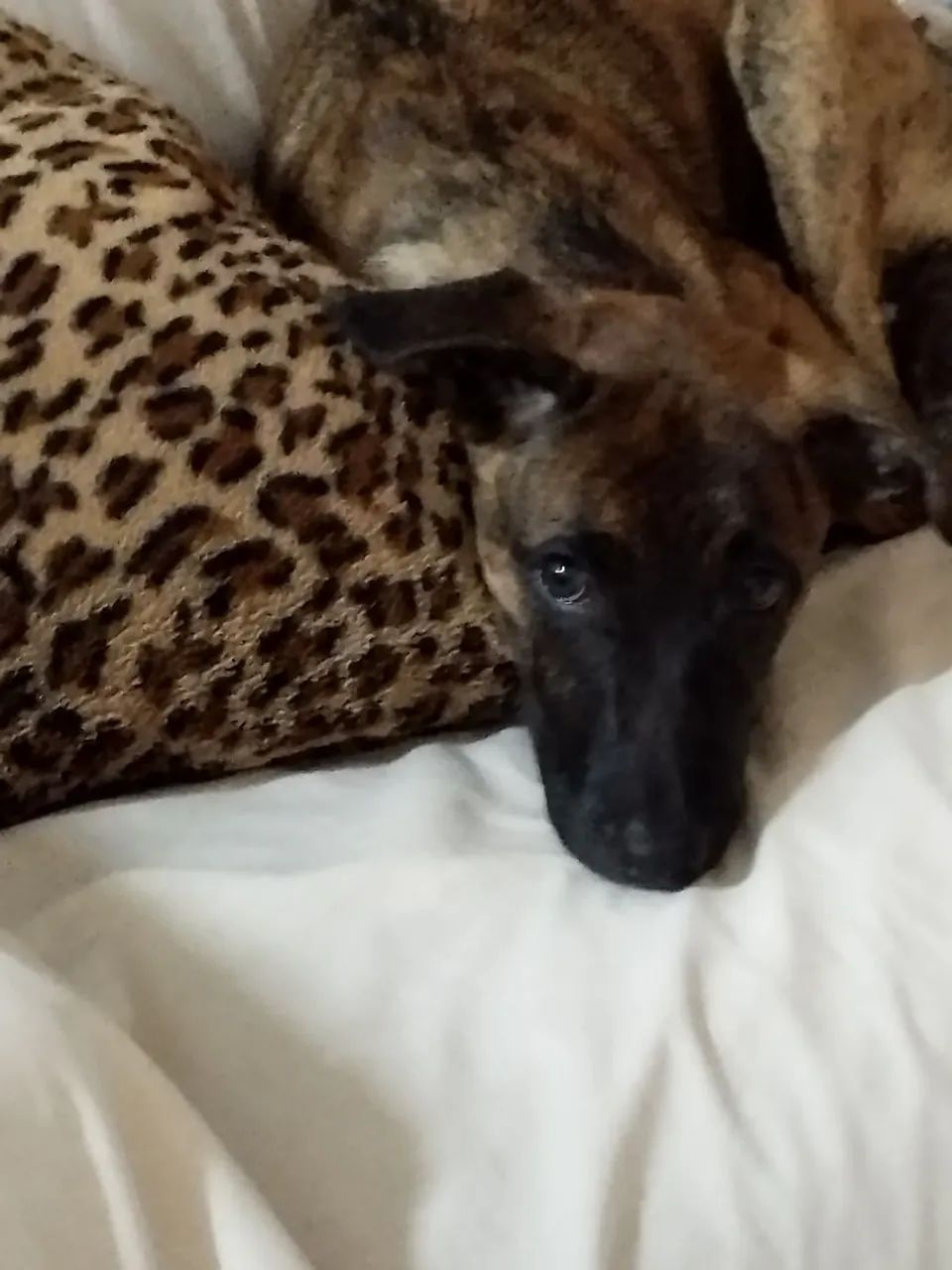 Doação de cão filhote - Foto 4