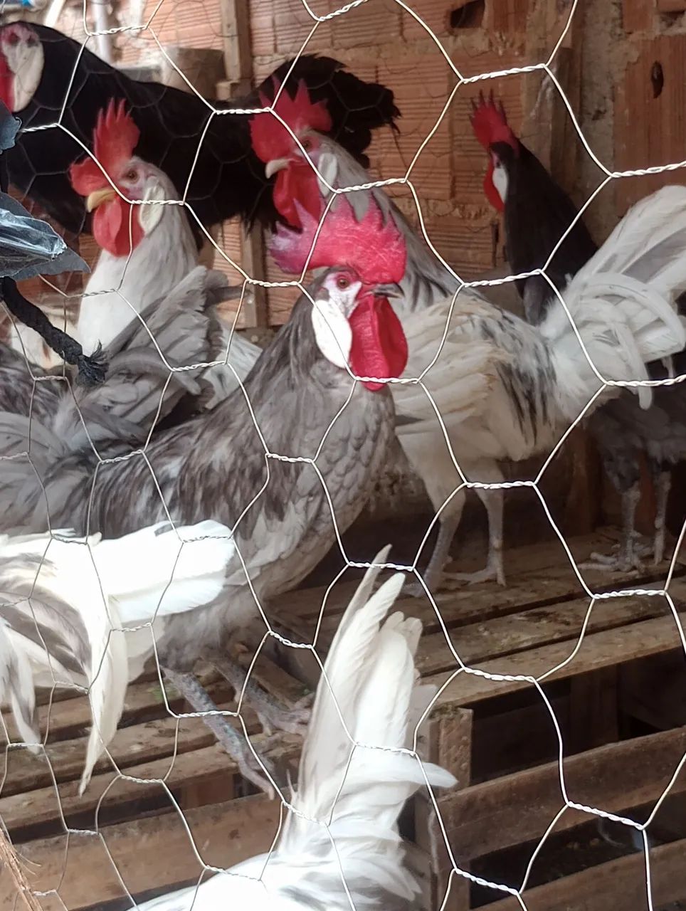 Galos pra vende 