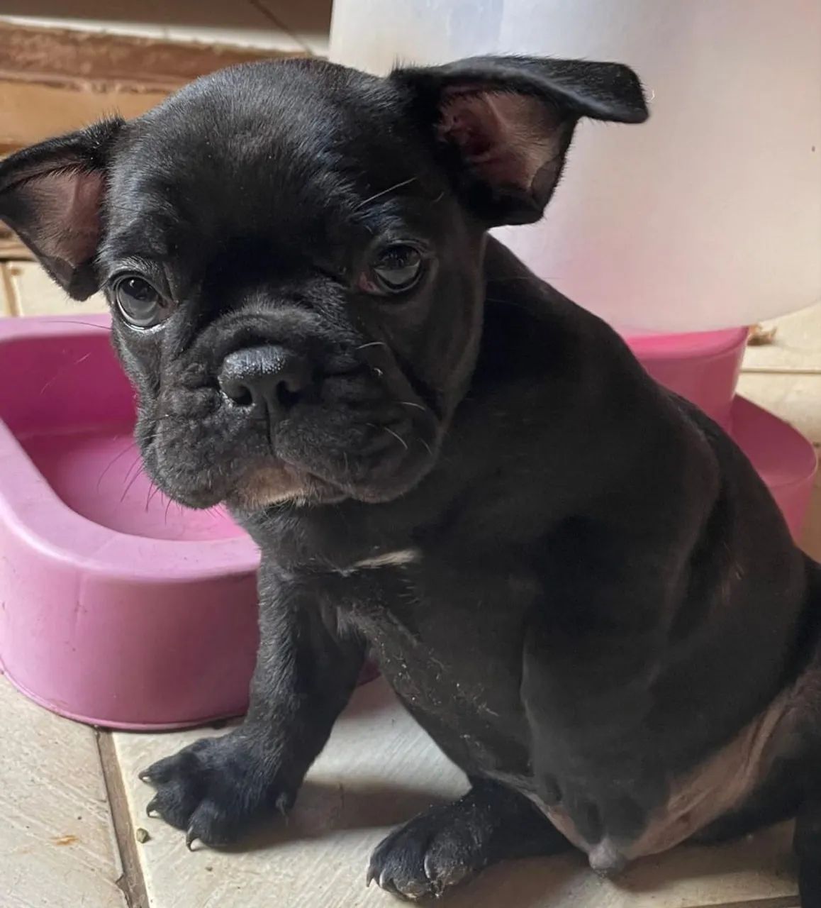 Bulldog francês  - Foto 2