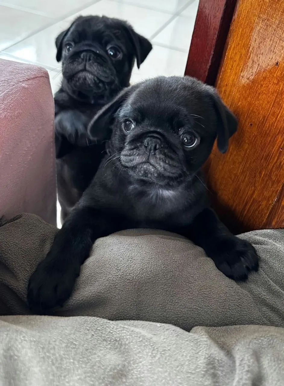 Filhotes Pugs machos  - Foto 4