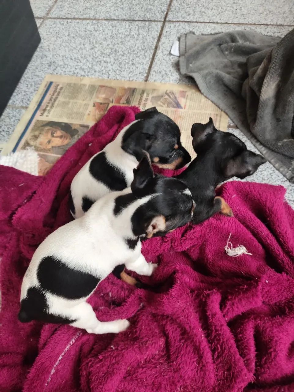 Cachorro pinscher 