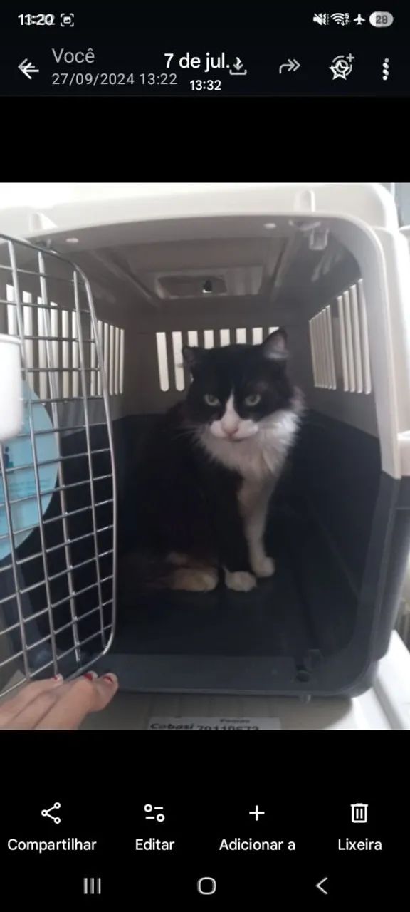 Caixa de transporte pra gatos ou cães  - Foto 3