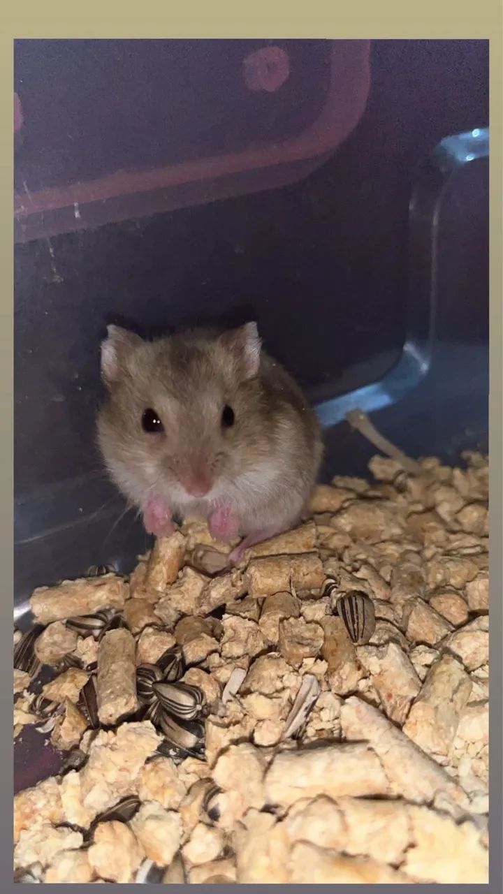 Hamster anão russo 