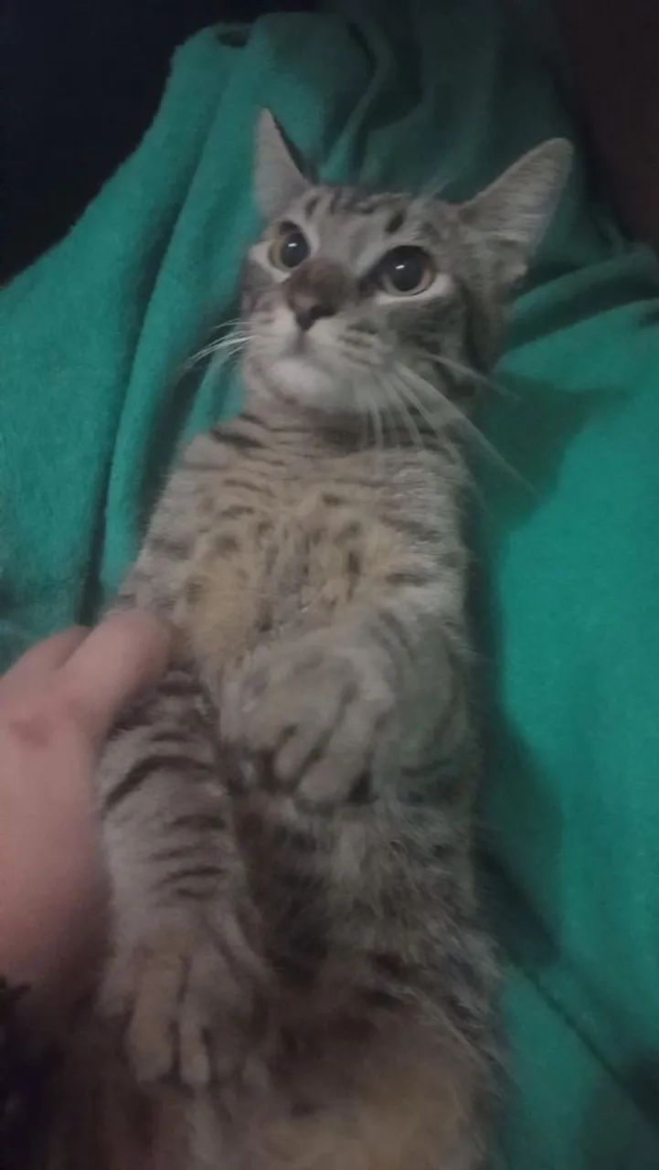 Doação de animais  - Foto 2