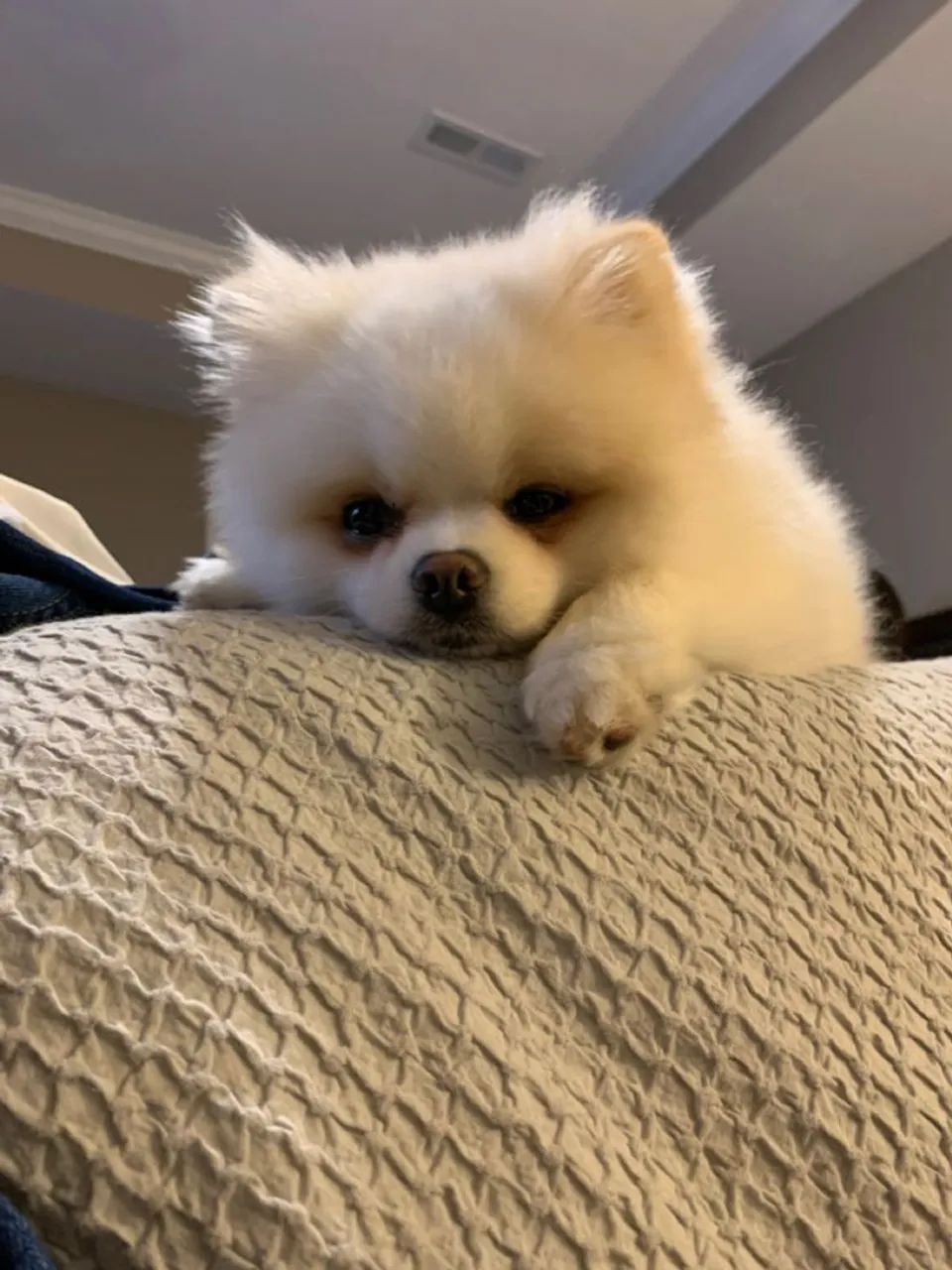 Spitz Alemão 