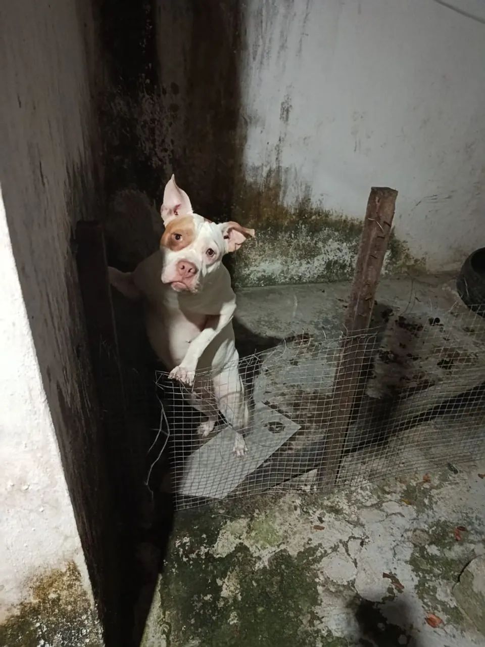 Cachorro 