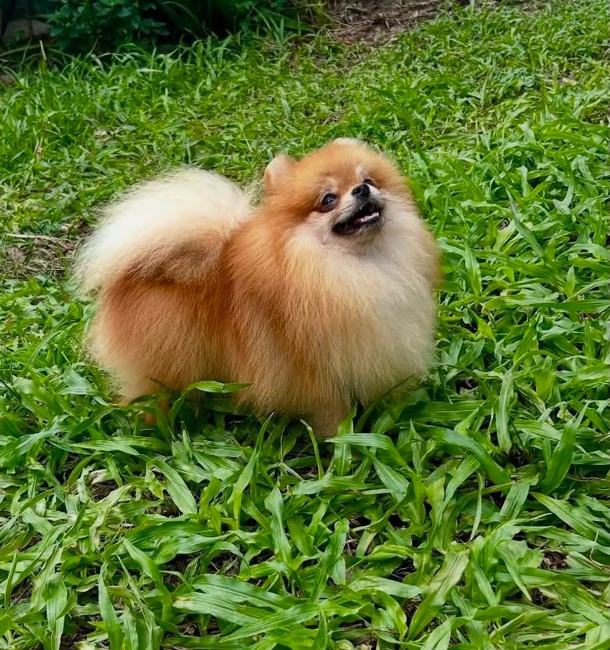 Spitz alemão  - Foto 2