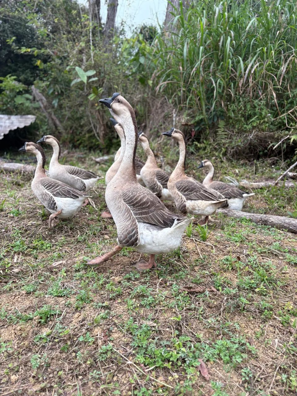 Ganso africano casal - Foto 2