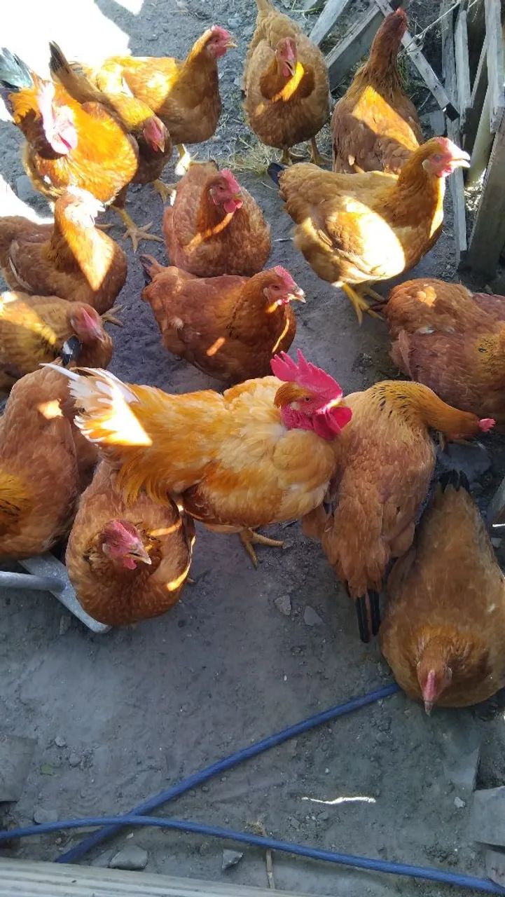 Vendo galinha caipira gorda