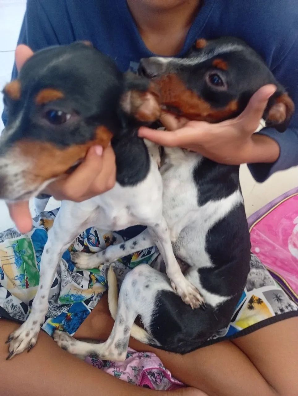Cachorrinho  - Foto 2
