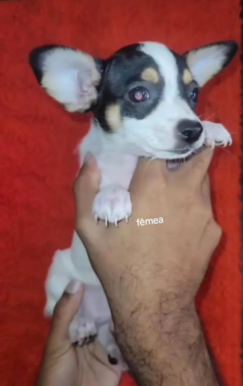 Pinscher 