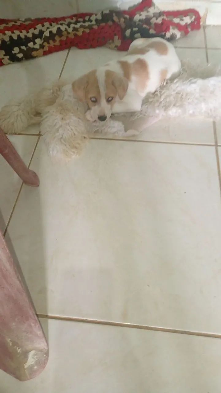 Cachorro  - Foto 2