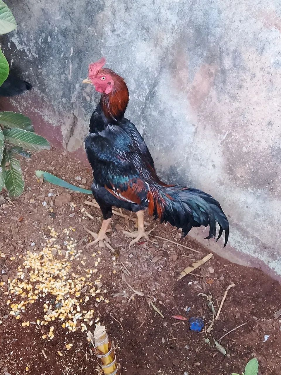 Galo - Foto 2