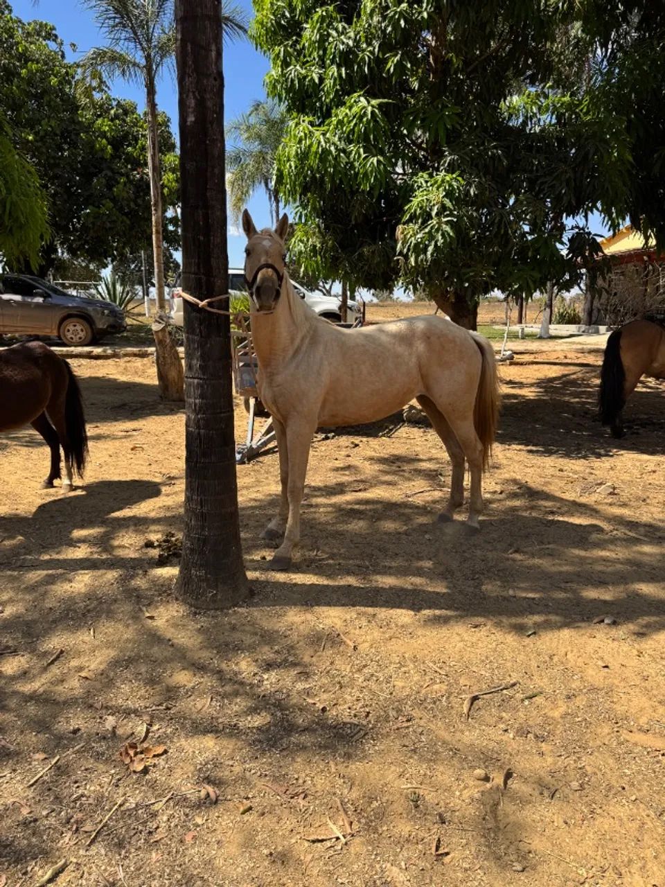 Potra - Foto 4