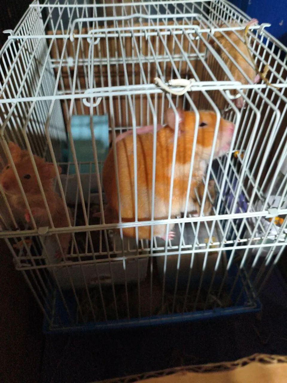 Sírio hamster 