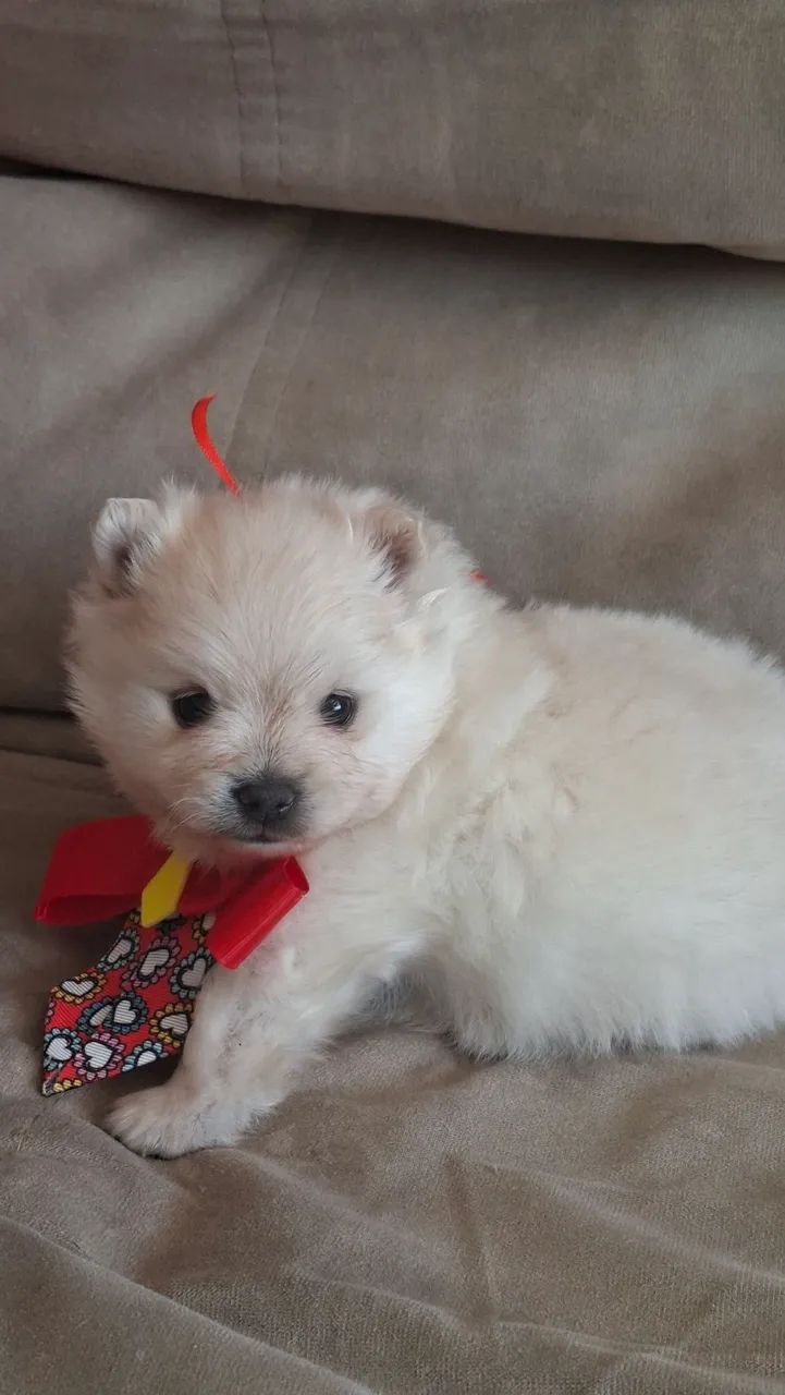 SPITZ ALEMÃO  URSINHO BRANCO PERFEITO - Foto 3