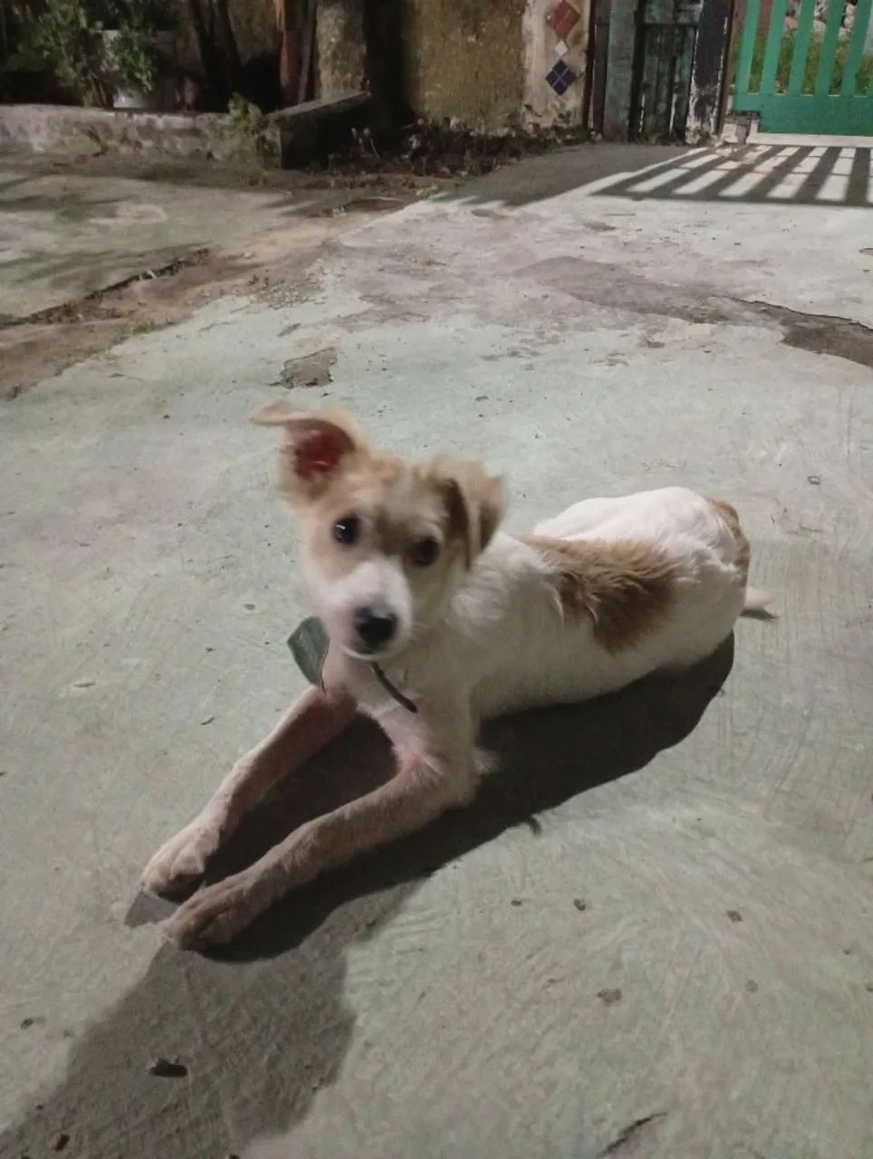 DOAÇÃO DE CACHORRO