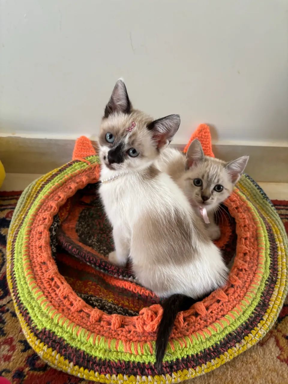 Doação gatinhas gato filhote  - Foto 4