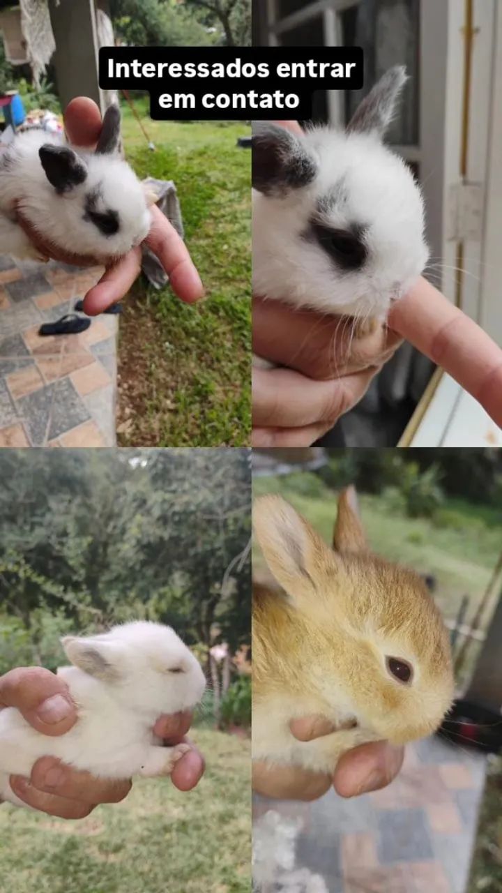 coelho Netherland Dwarf - Foto 4