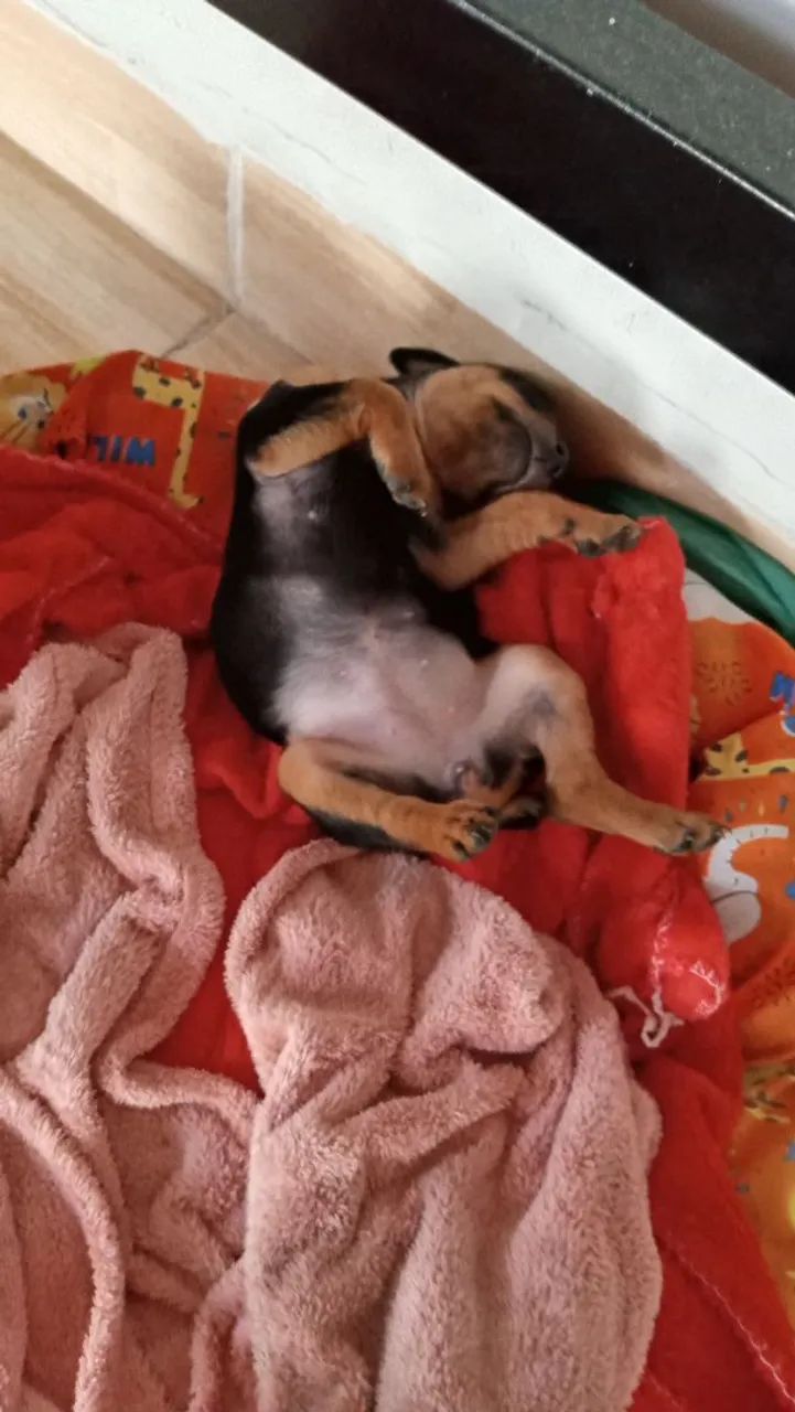 Pincher  - Foto 4