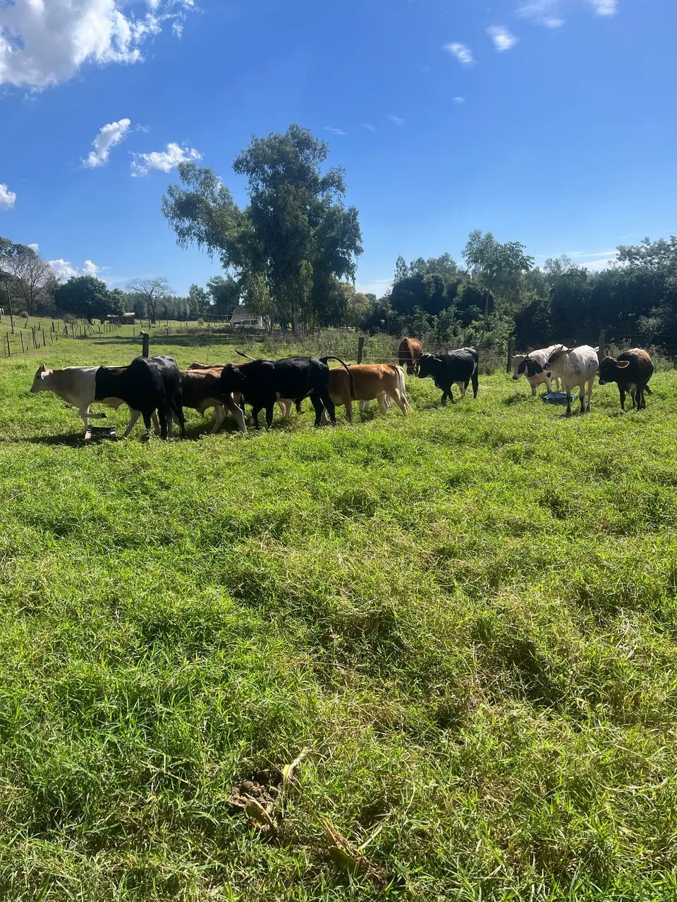 Lote 5 novilhas e 9 garrotes - Foto 4
