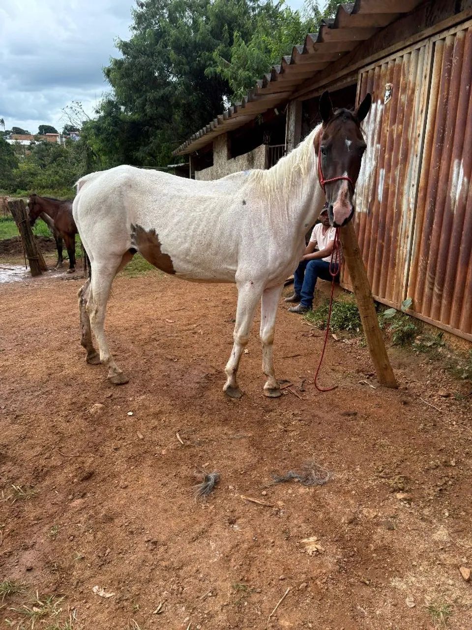Égua Paint horse pura pra criar 