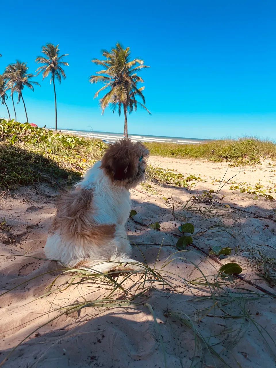 Vendo cachorrinha fêmea  - Foto 2