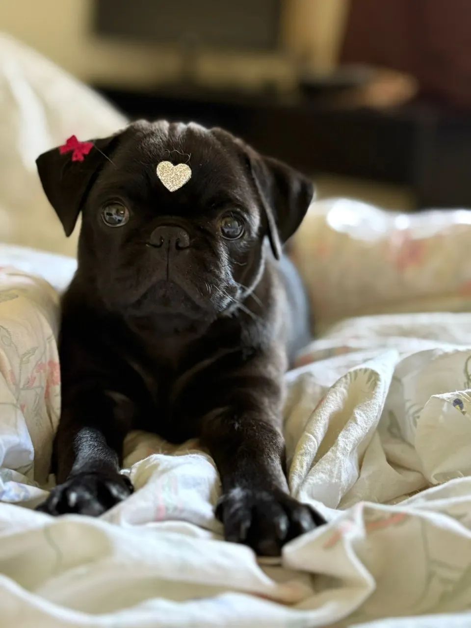 Pug preto 