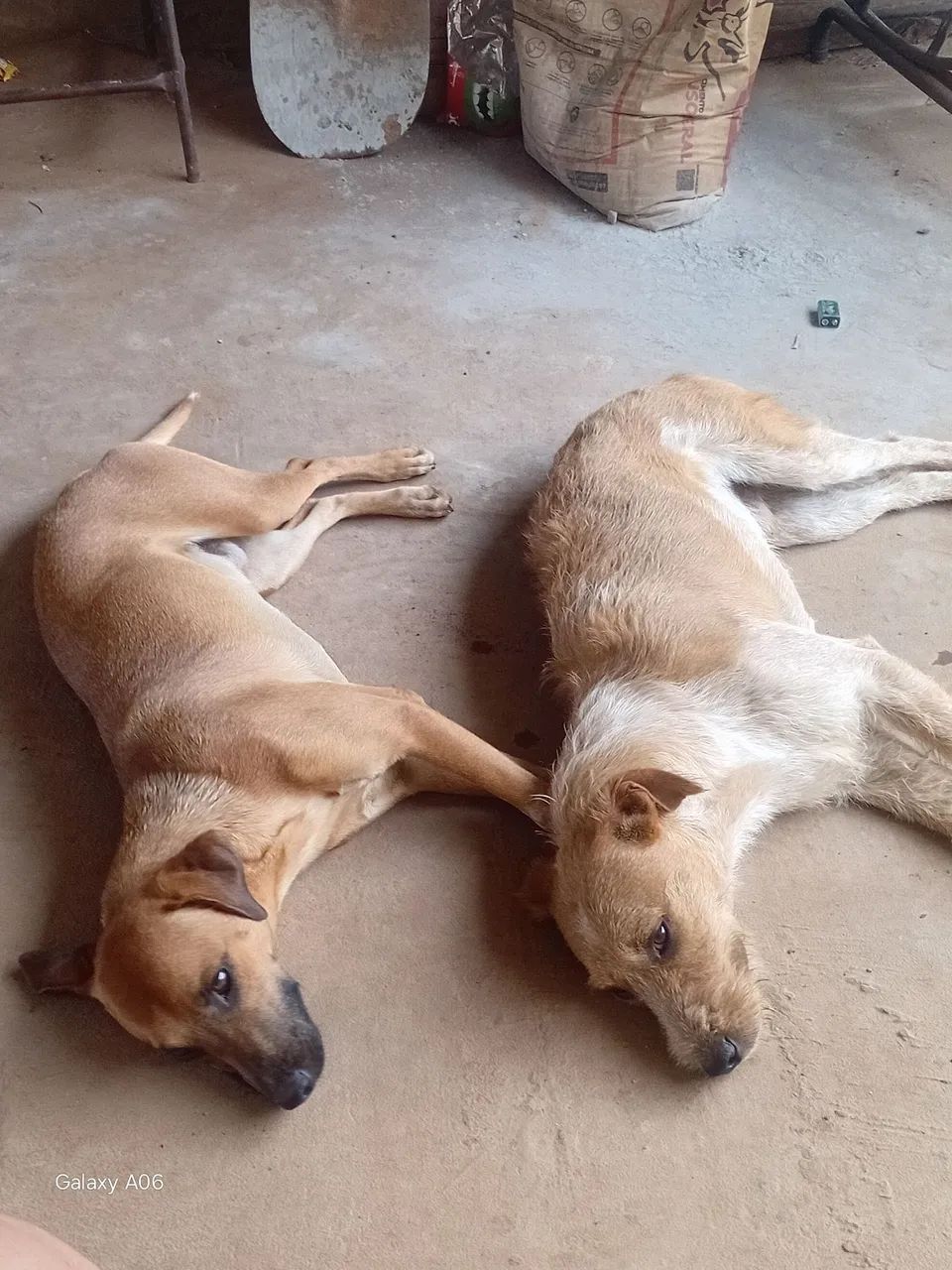 Doação de cães  - Foto 3