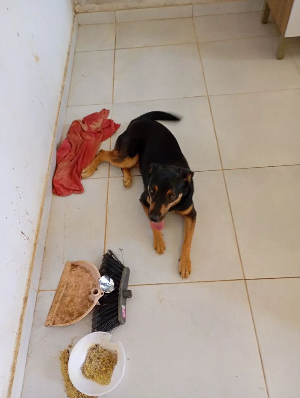 Cachorro para doação  misturado com rotwailler. - Foto 3