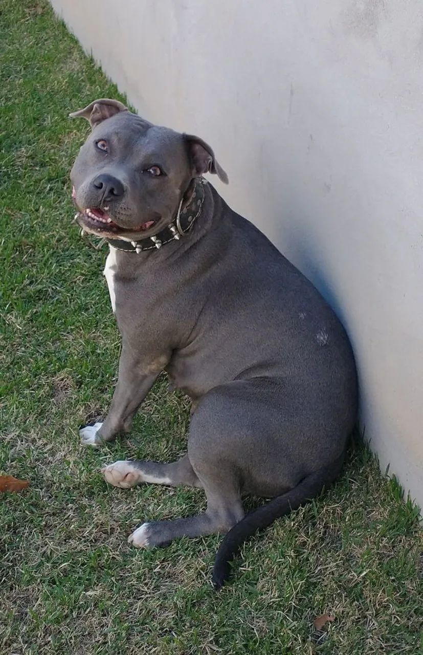Filhote de Amstaff  - Foto 5