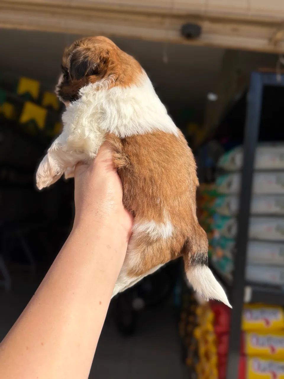 Shihtzu macho tricolor - Foto 4