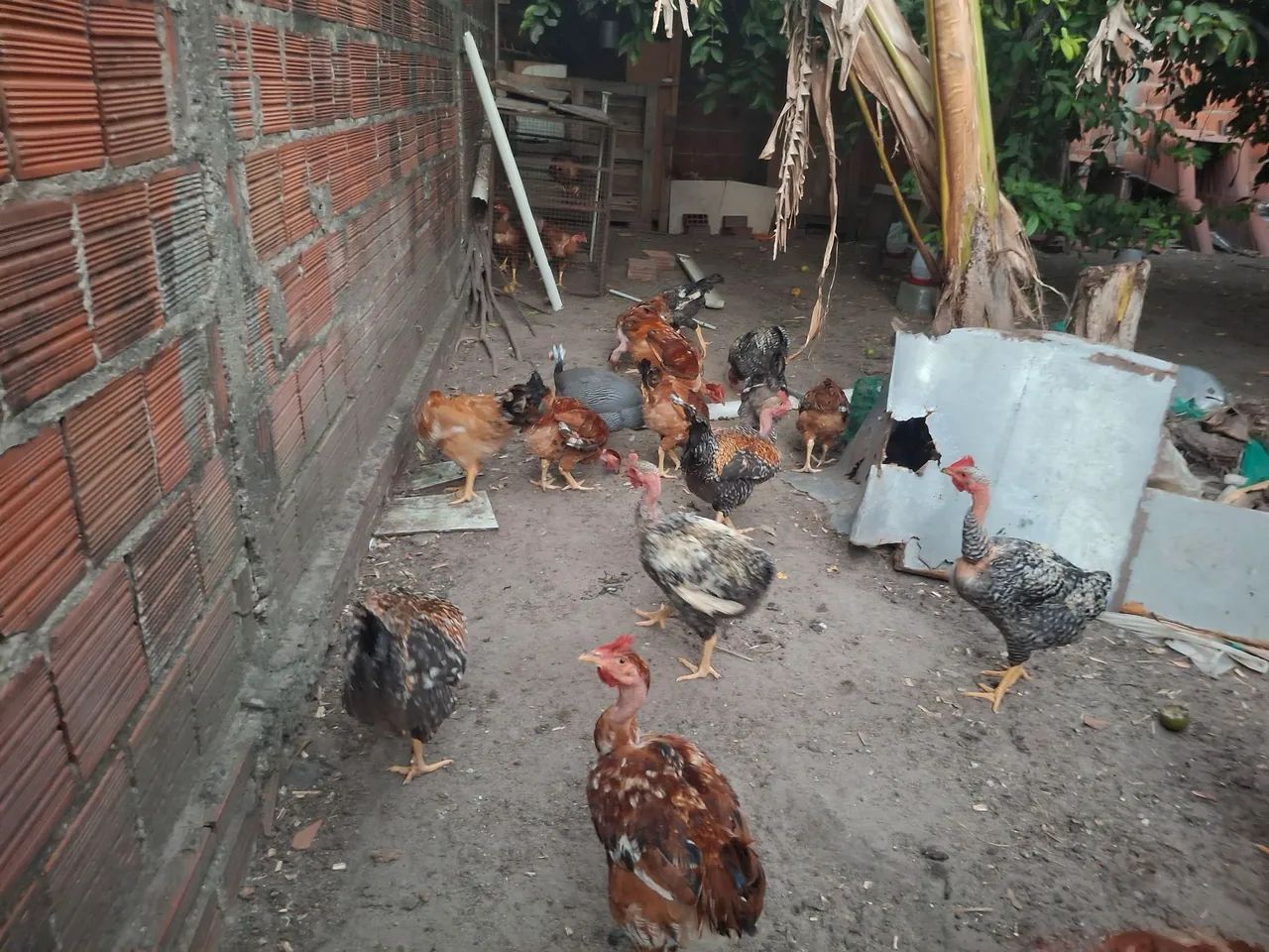 Frangos caipirão  - Foto 2